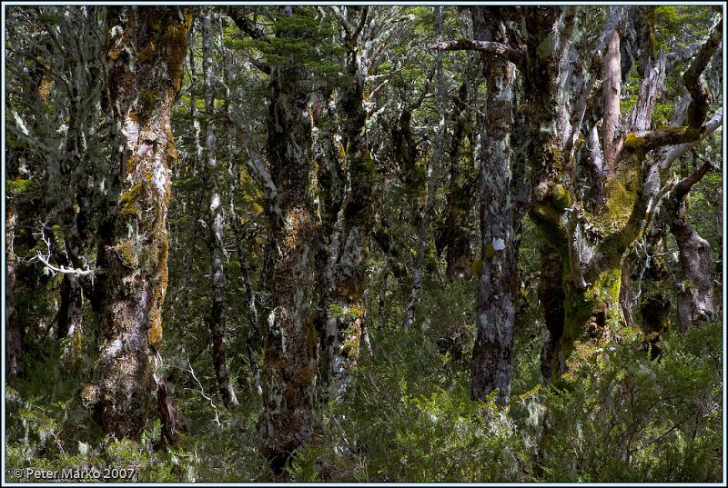WV8X5041.jpg - Mountain birch and moss, Avalanche Peak Trail, Arthurs Pass National Park, New Zealand